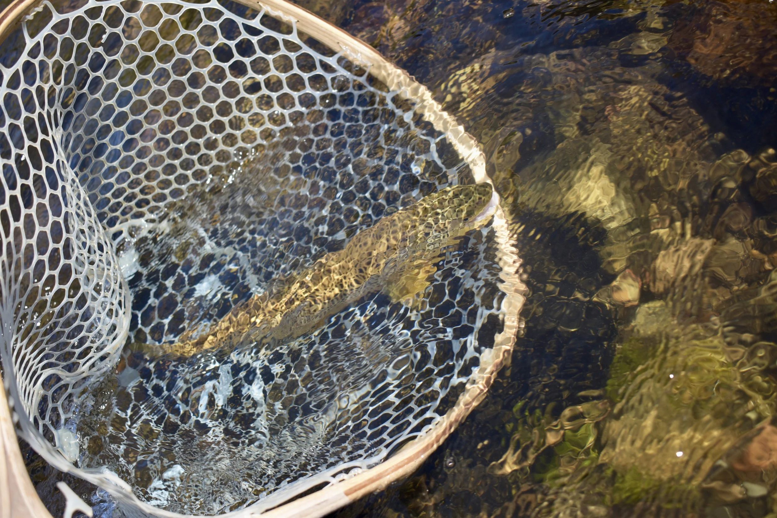 A wild brown trout kept safely submerged in a rubber landing net on the Madison River during warm summer temperatures.