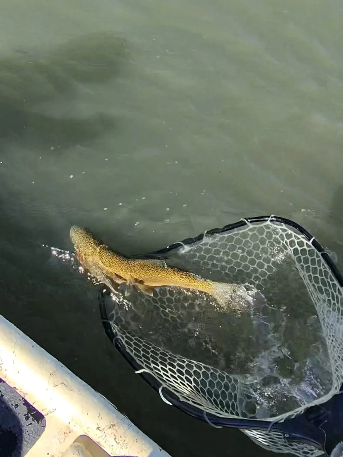 A large rainbow trout being safely released from a net during a float trip on the Madison River near Ennis.