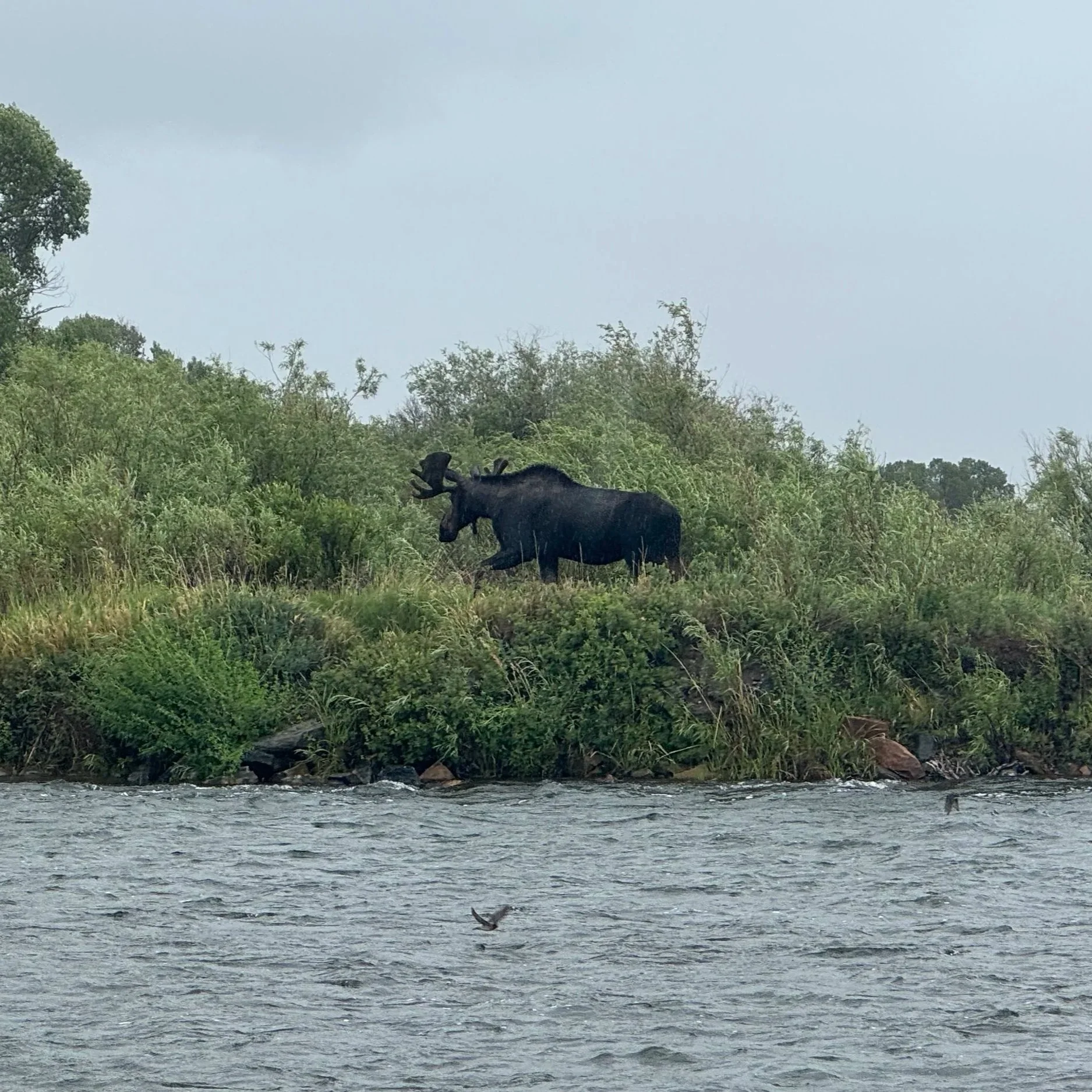 A large bull moose walking along the river bank, spotted during a guided fly fishing float trip in Montana.