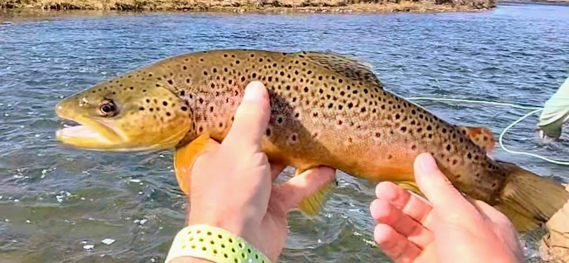 A wild brown trout caught using an egg pattern on the Lower Madison River.