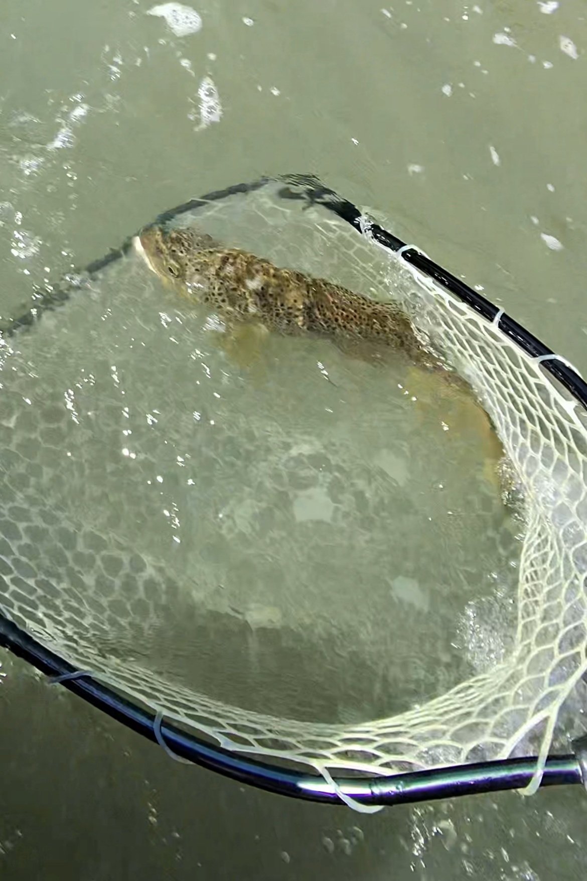 A wild brown trout swimming out of a rubber landing net into the Madison River near Varney Bridge.