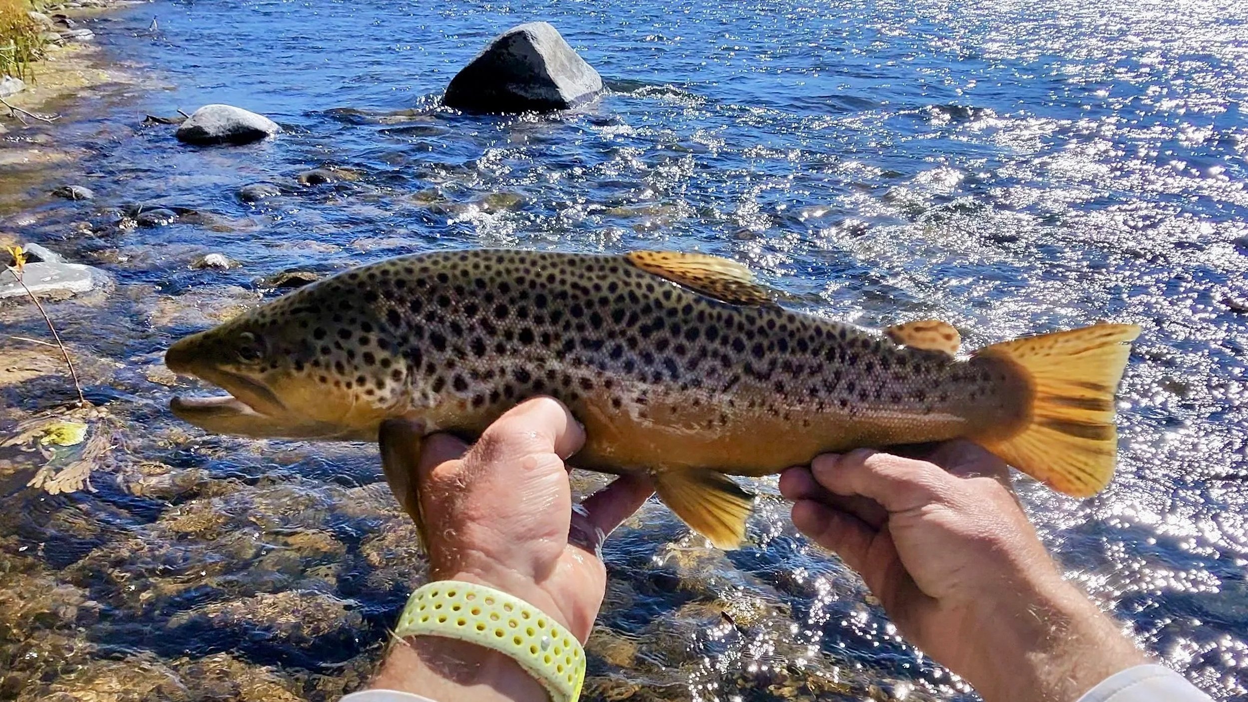 Flyshot Outfitters owner David Kern wearing Meta smart glasses while holding a large brown trout in spawning colors on the Madison River.