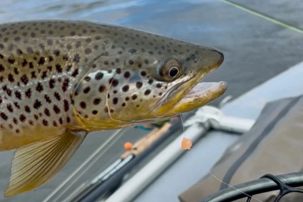 A Madison River brown trout caught on a pegged egg using Montana Beads, featured in a February 26th winter fly fishing report.