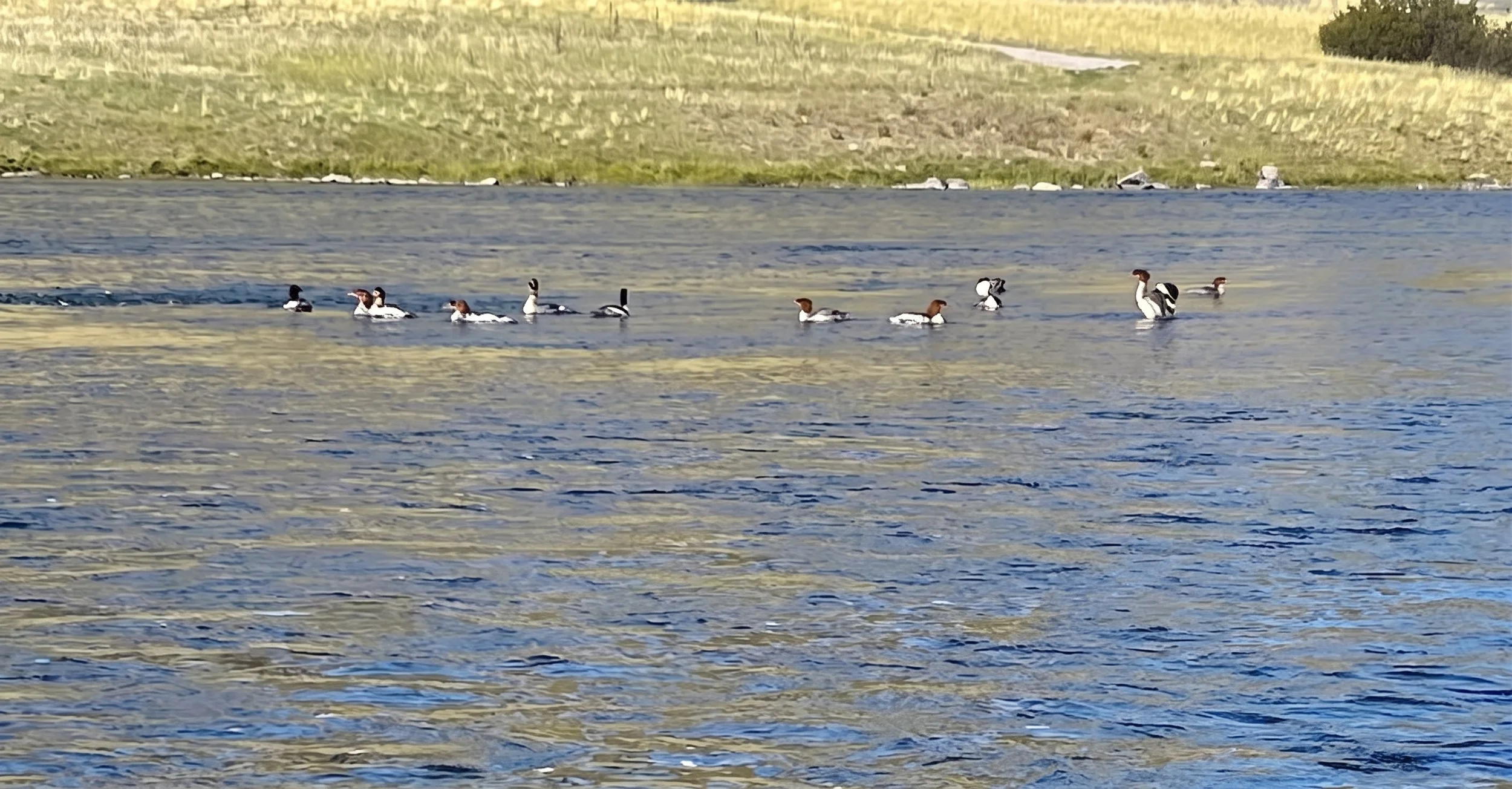 A flock of common mergansers swimming along the Lower Madison River during a guided float trip.