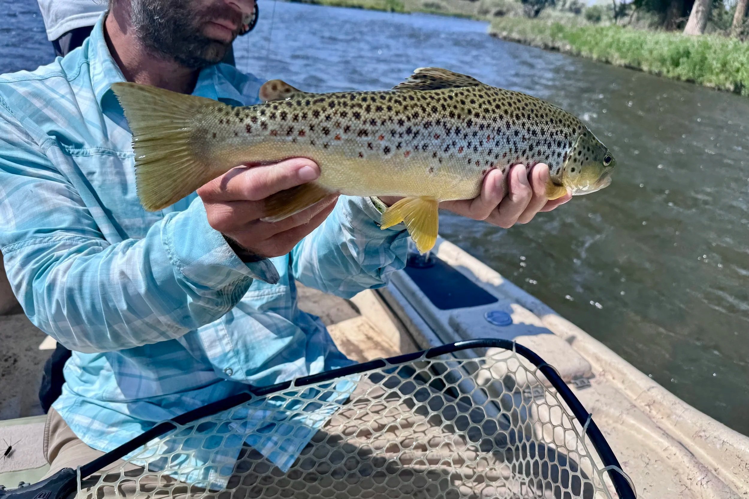 Flyshot Outfitters owner David Kern holding a wild brown trout just before release on the Madison River.