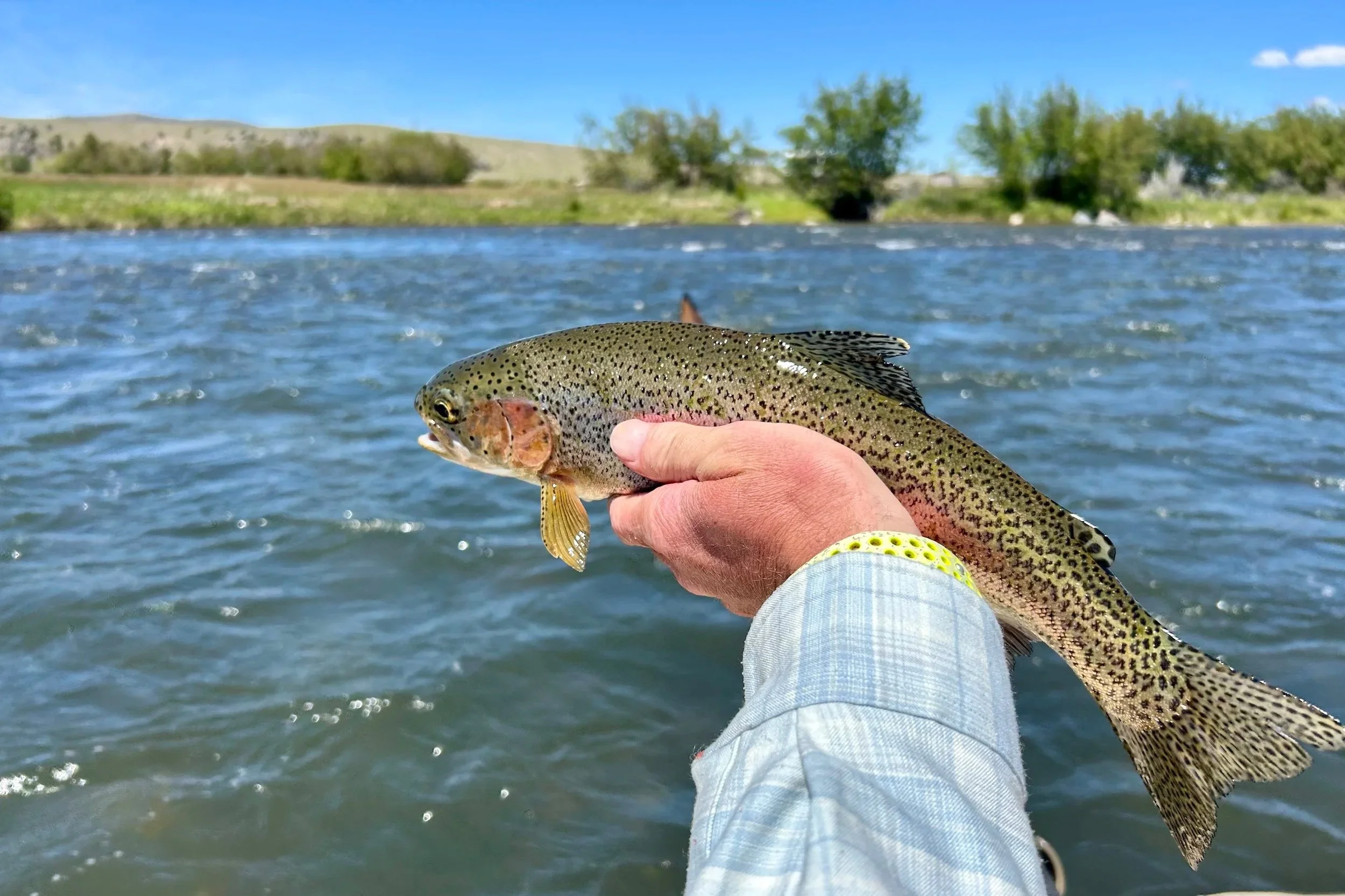 Carefully holding a wild rainbow trout for release on the Madison River just as dark, heavy storm clouds begin to roll into the valley.