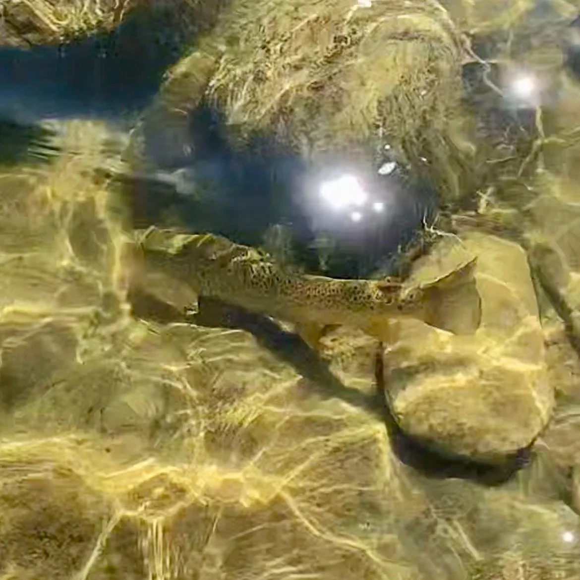 A wild brown trout swimming underwater in the Madison River during a guided fly fishing trip.