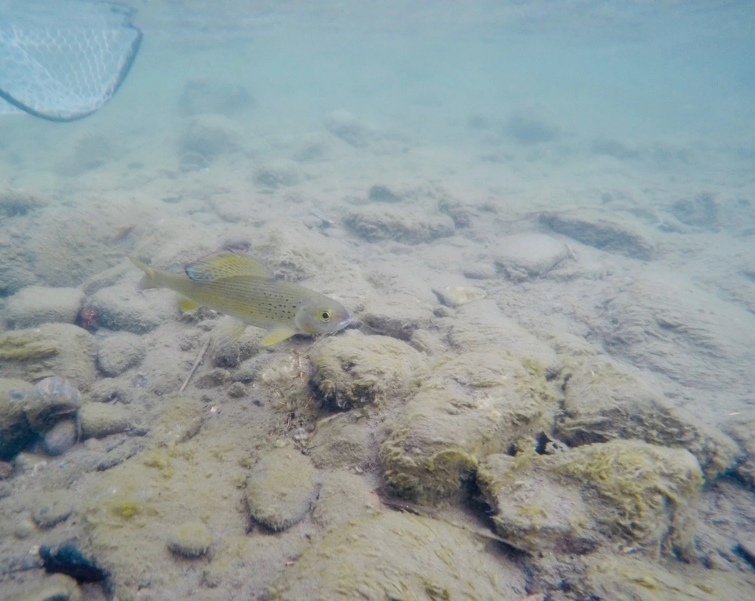 An underwater view of a wild Arctic grayling being safely released from a rubber net during a Montana fly fishing trip.