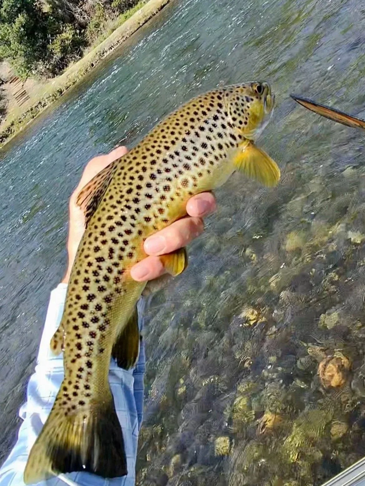 Flyshot Outfitters owner David Kern holding a wild brown trout just before release on the Upper Madison River.