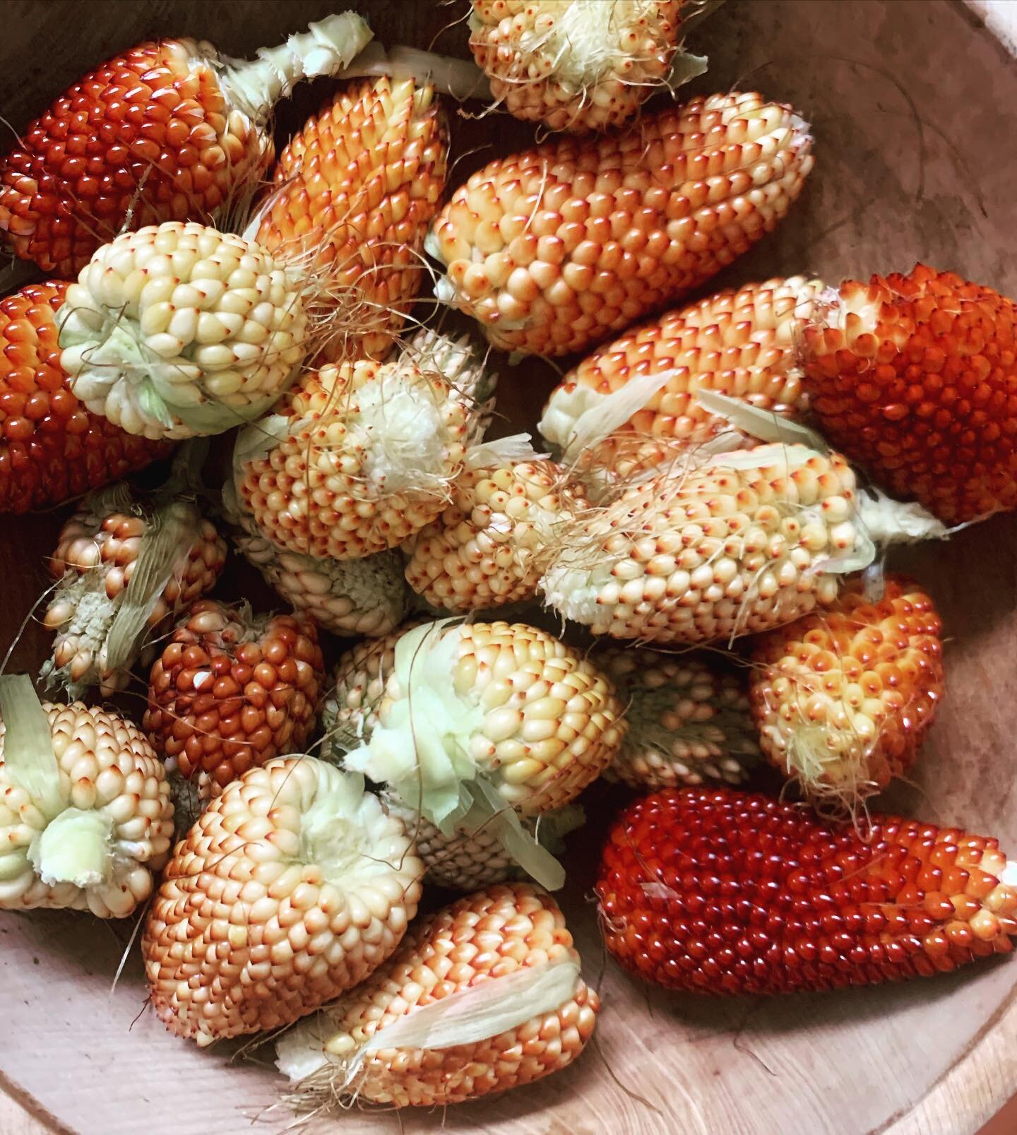 My &ldquo;just for fun&rdquo; crop of #strawberrypopcorn harvest. Can wait to try it and I&rsquo;ll definitely be planting it again next year! 🍿 #gardenadventures
