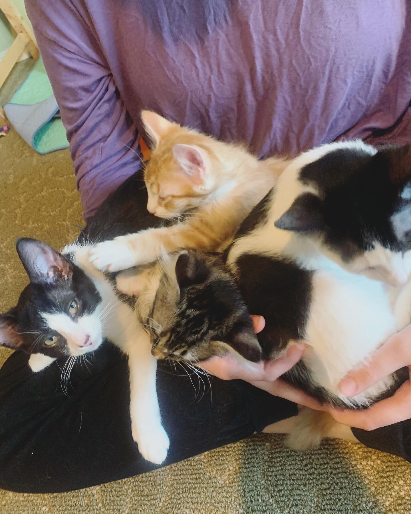 The chip kittens are on an overnight for #spayandneuter and will return here for recovery tomorrow evening before launching to the #fureverhome Applications being accepted at @purrfect_pals #fosterkittensofinstagram