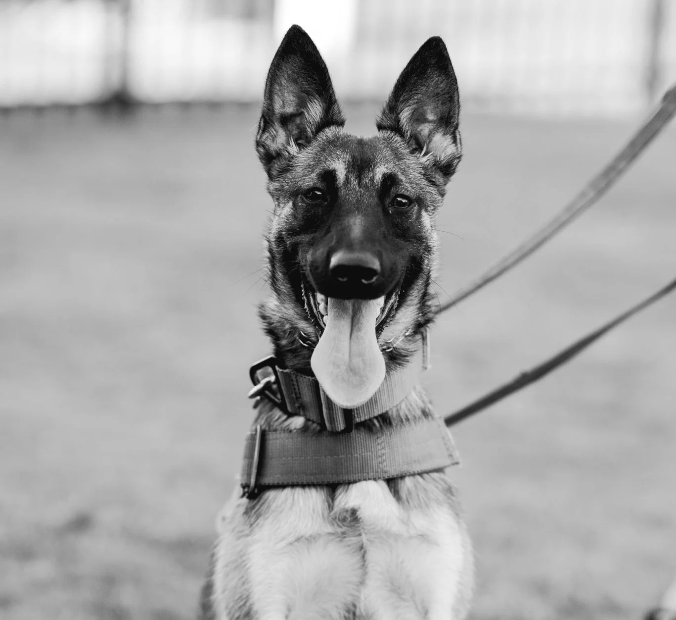 Kass-K-9-5.jpg