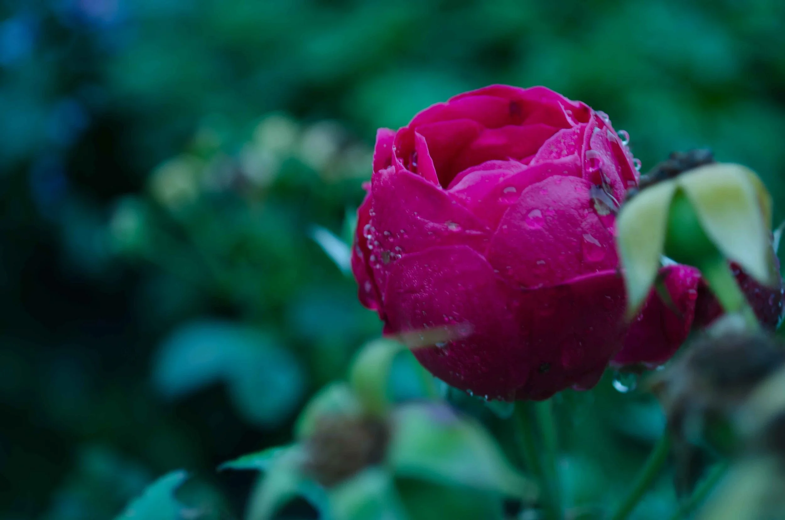DSC_0260.jpg