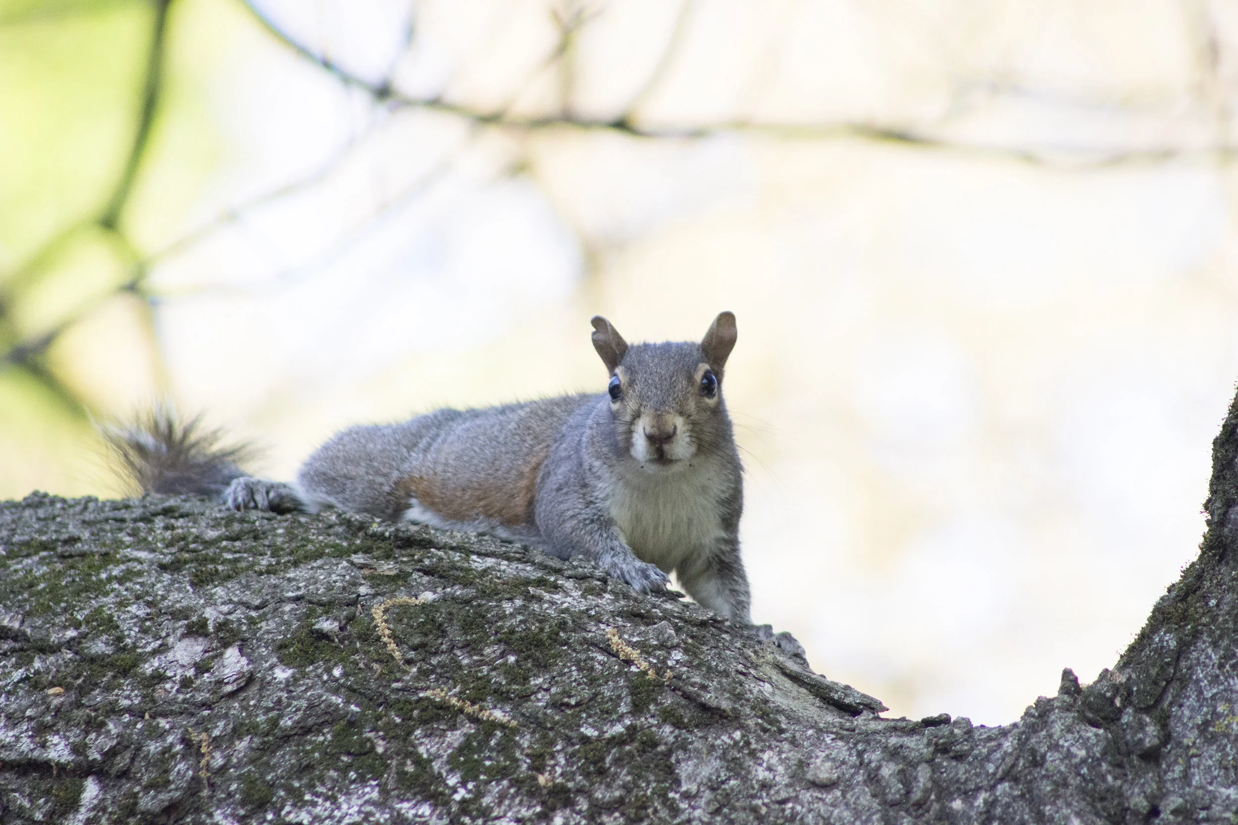  a squirrel in Inman Park, Atlanta, Georgia 