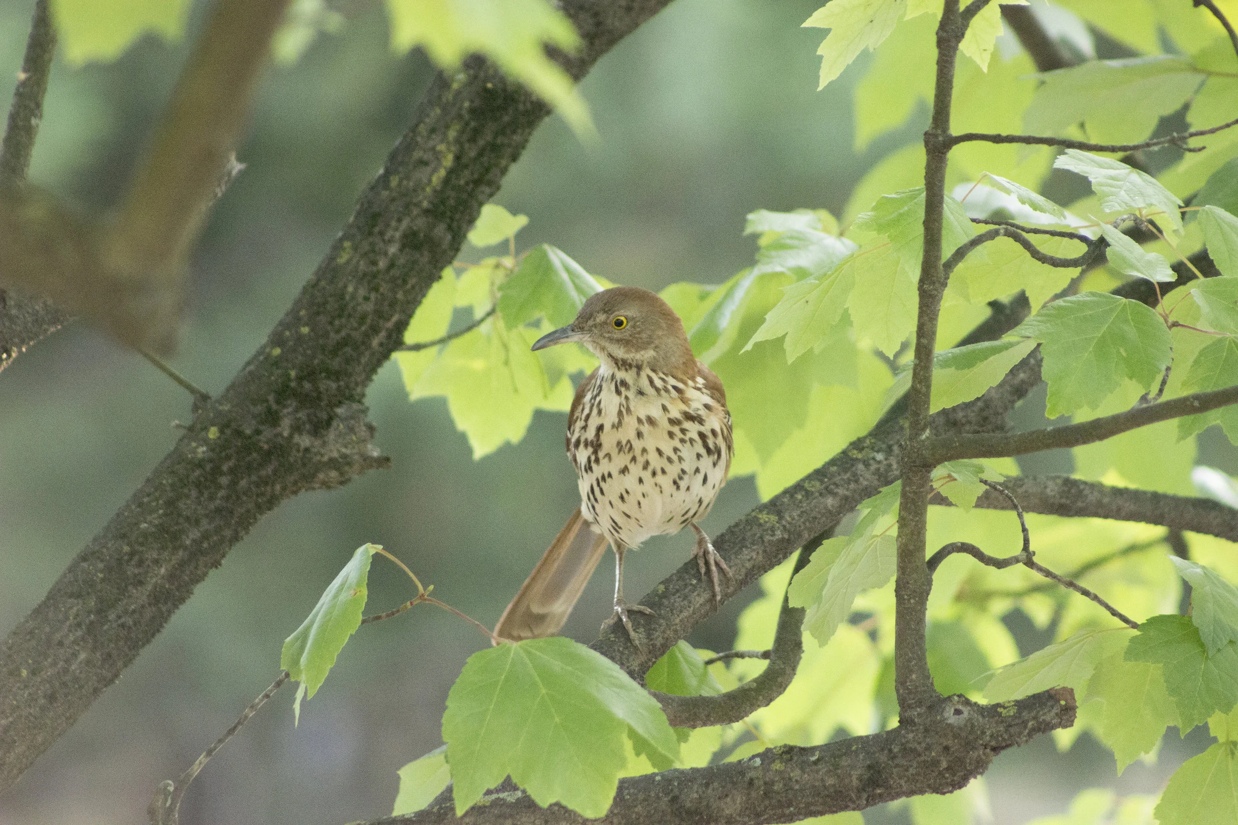 brown_thrasher_5.jpg