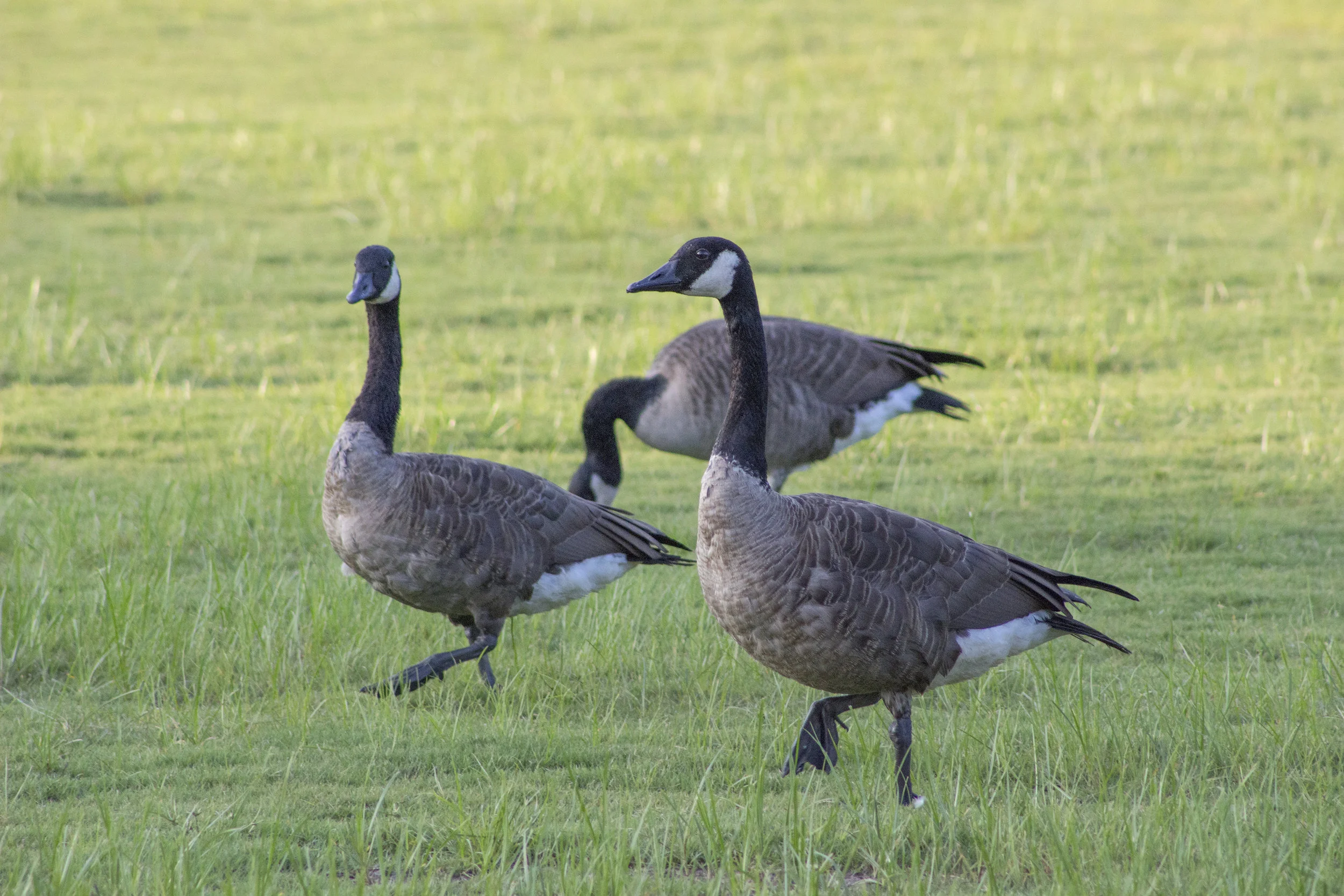  a gaggle of geese in Piedmont Park, Atlanta, Georgia 