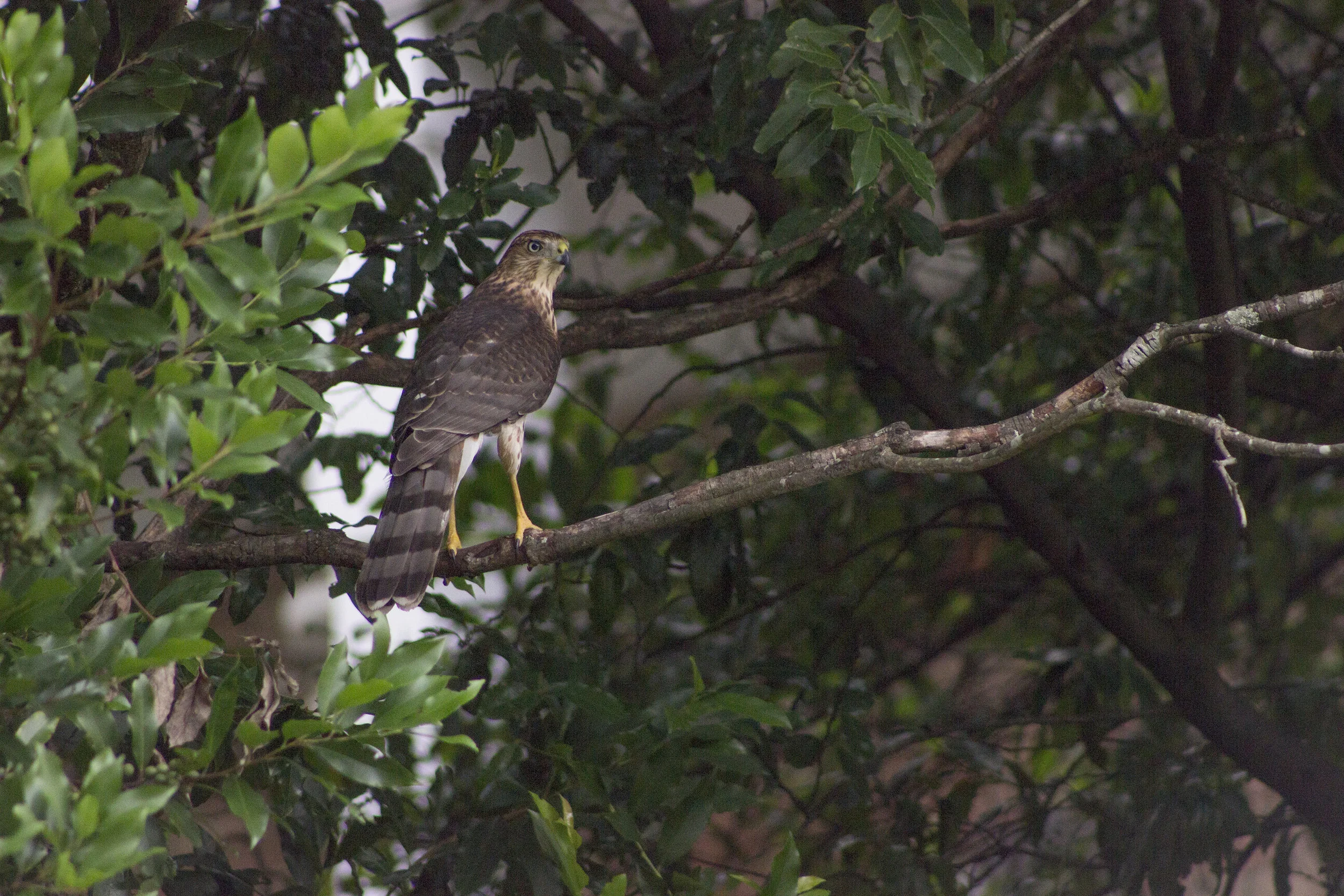 perched_hawk_1.jpg