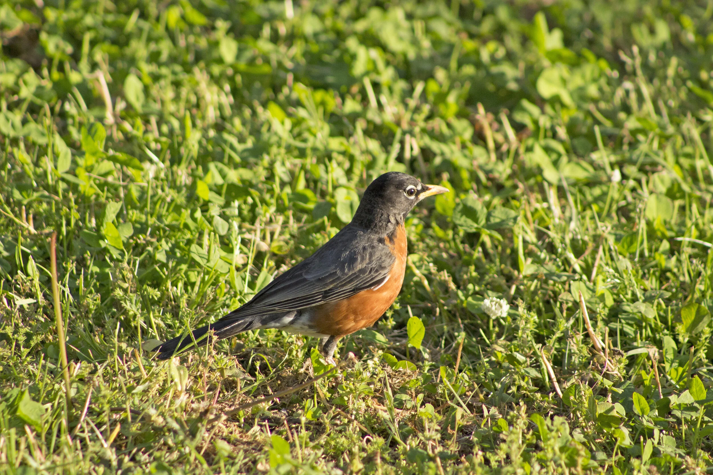  a robin during springtime in Inman Park, Atlanta, Georgia 