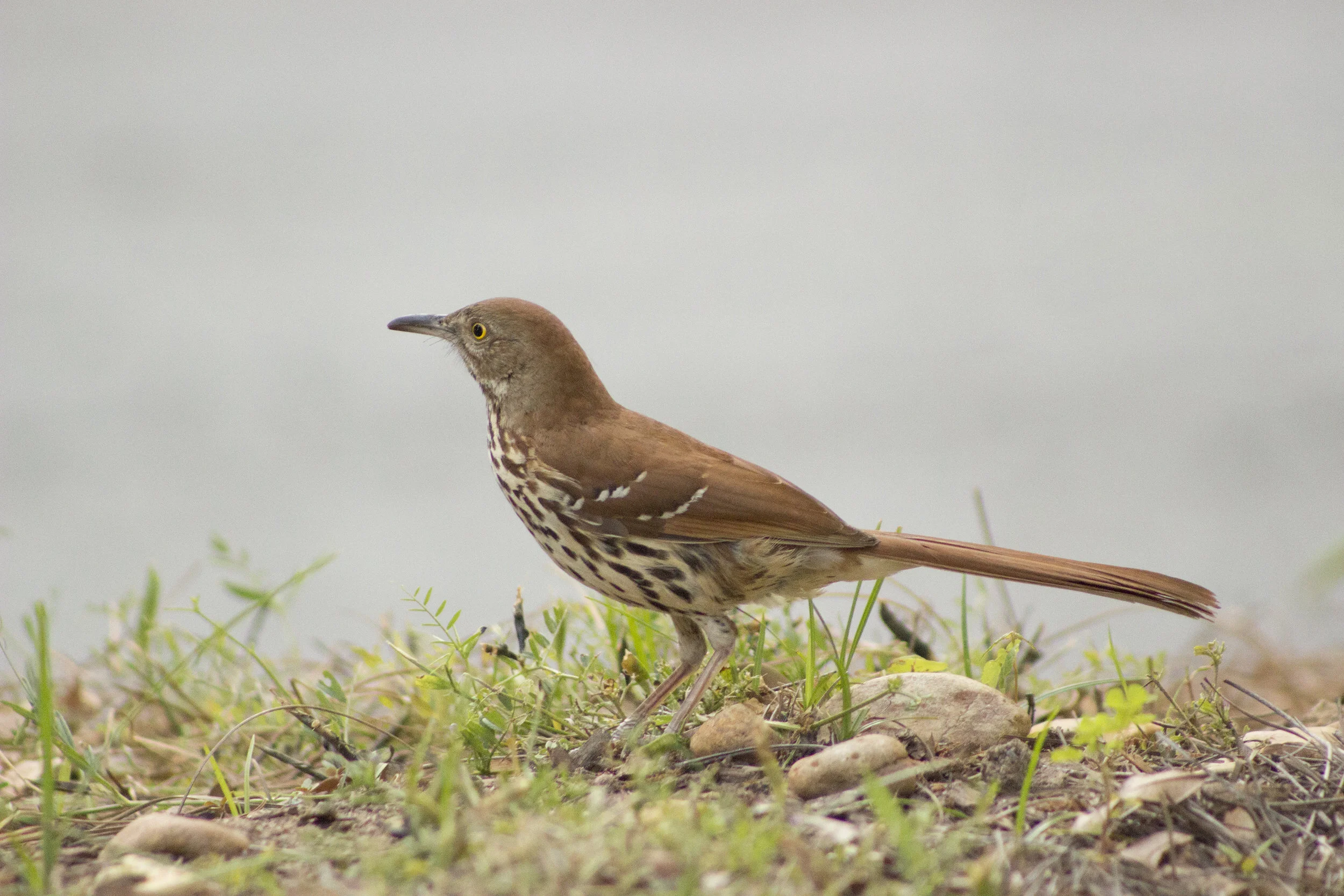  a brown thrasher (the state bird of Georgia) at Piedmont Park 