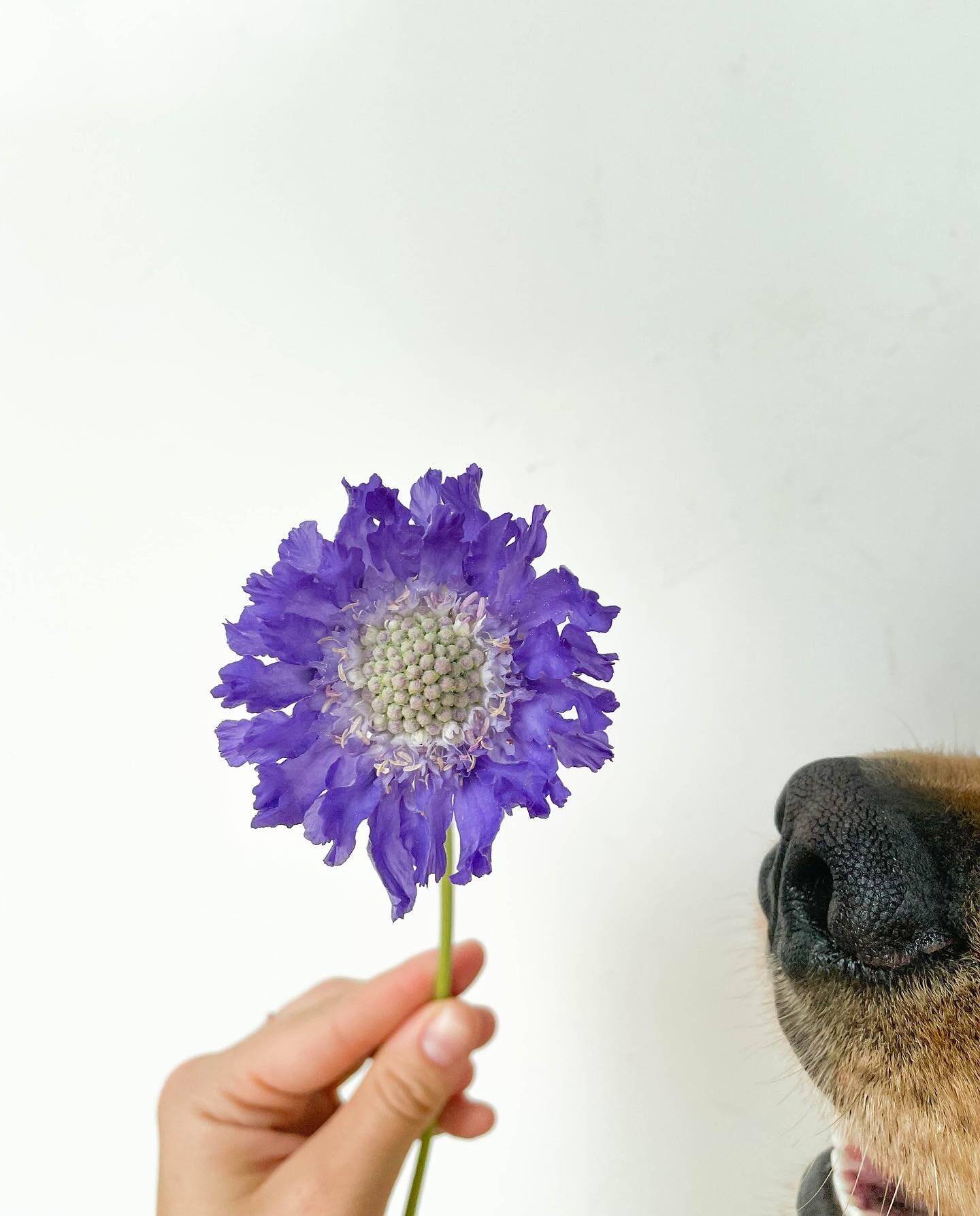 Having a golden retriever means someone is just as excited as you when the Fama Scabiosa in your garden blooms (😭)