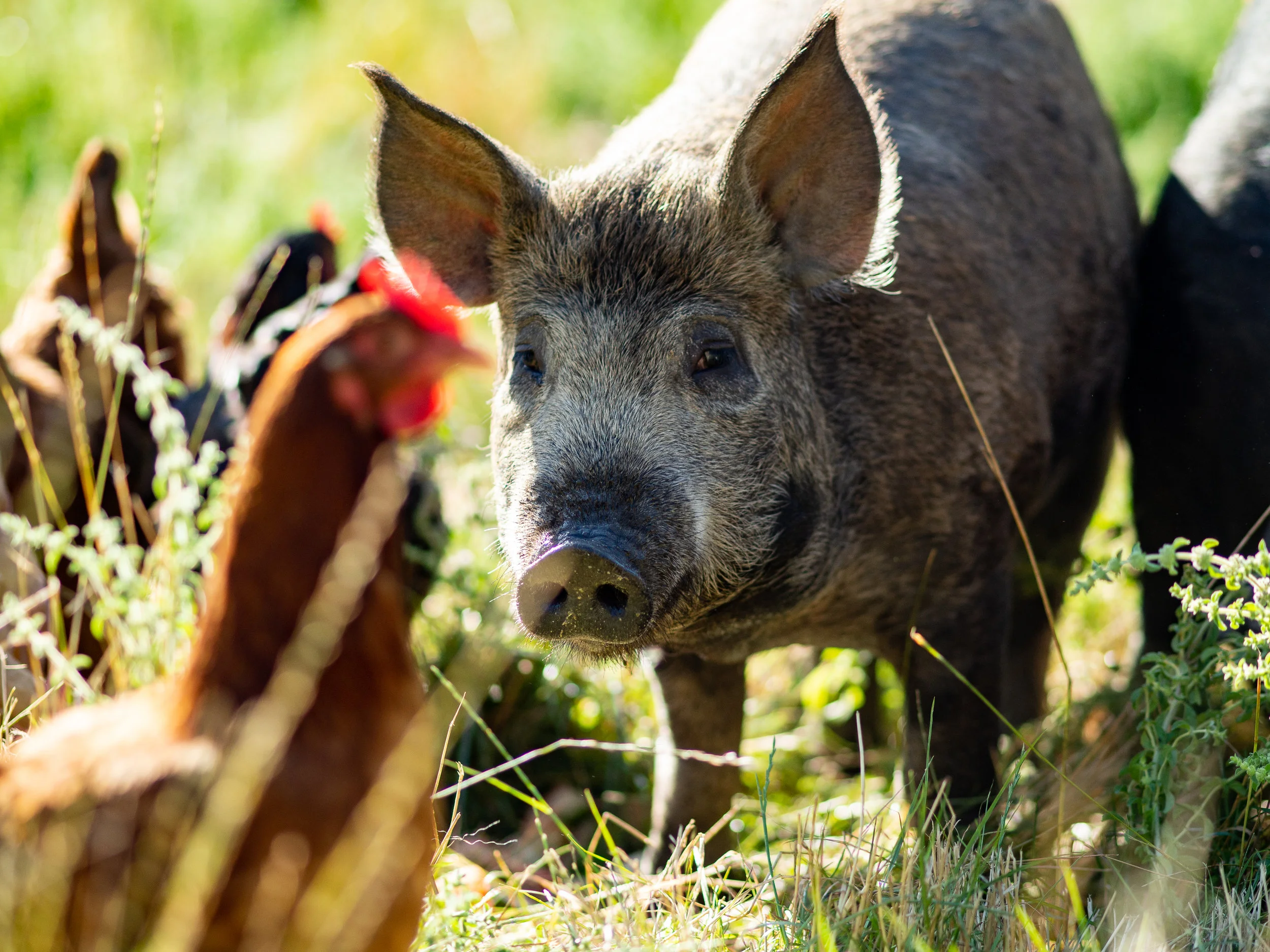 We got to feed pigs, chickens, geese, ostrich, donkey, and collect eggs. 