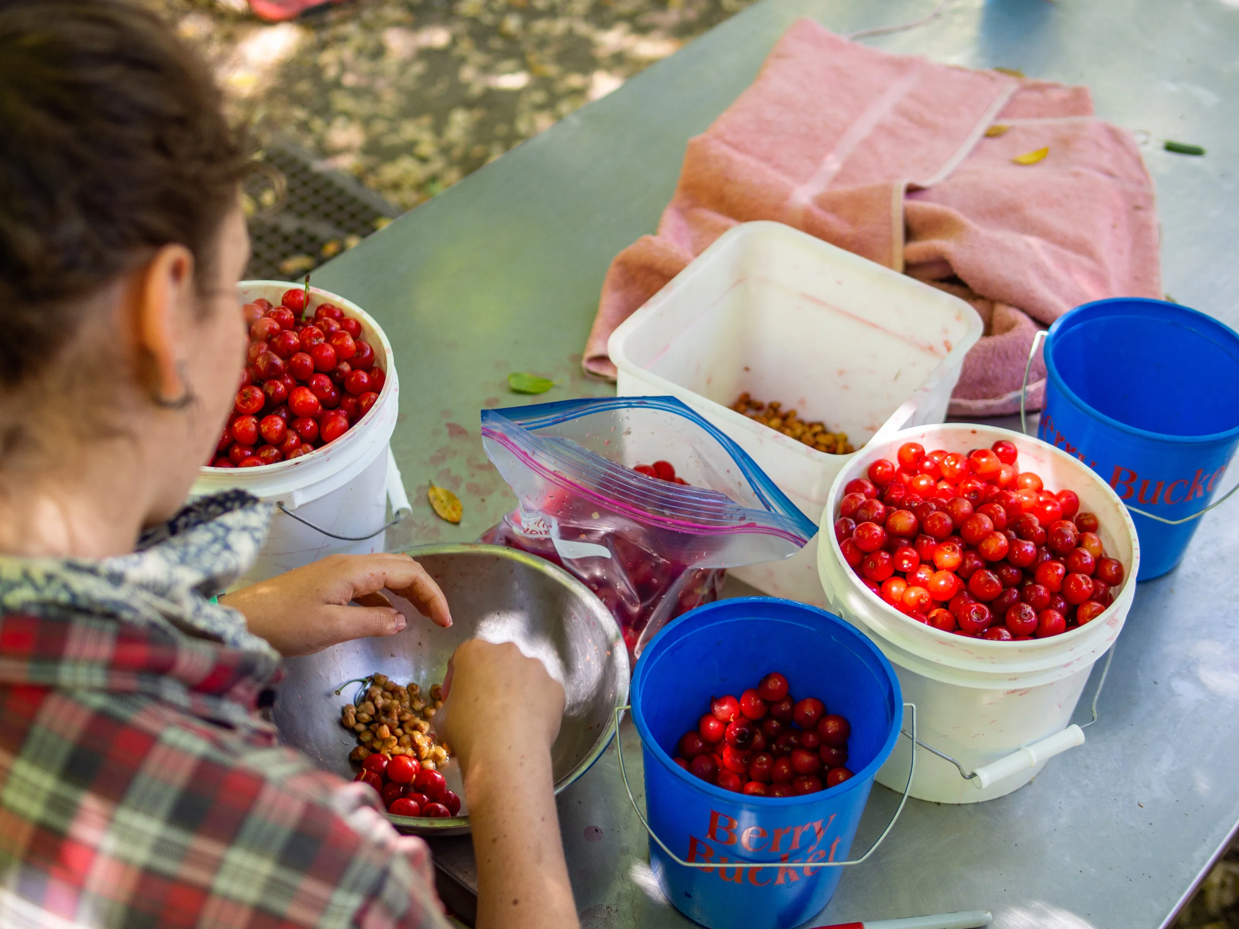 Also, pick fruits and pit thousands of sour cherries for PIE!!!
