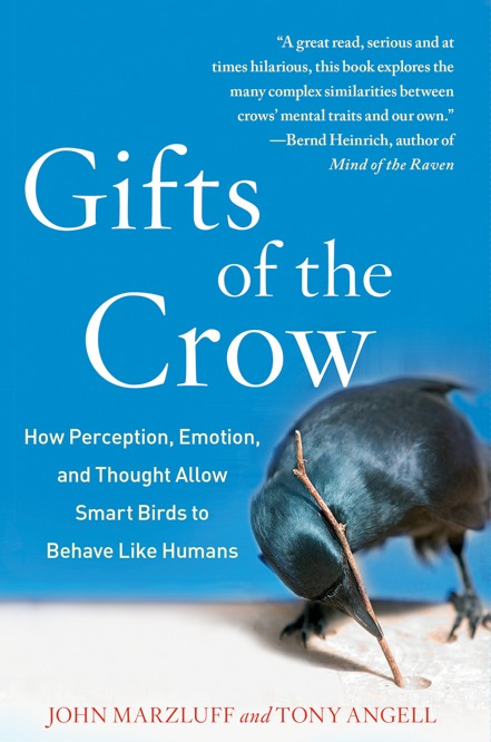 JohnMarzluff_Crow.jpeg
