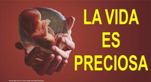 Banner26_La+Vida+es+Preciosa+embryo.jpg