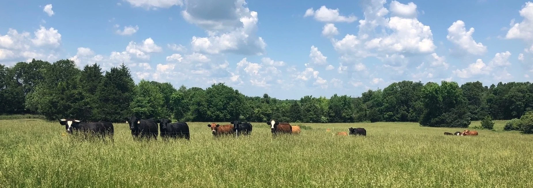 fsr home page background copy.jpeg