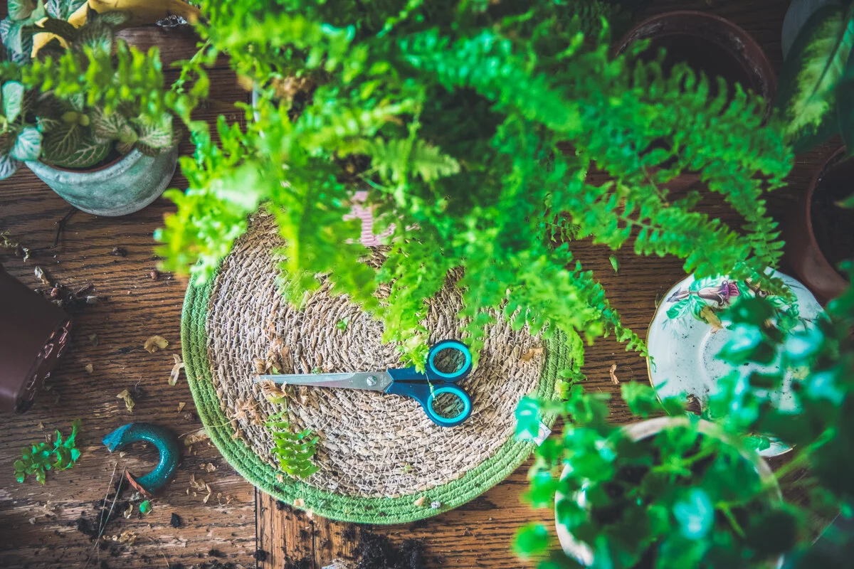 Plants on my table-5.jpg