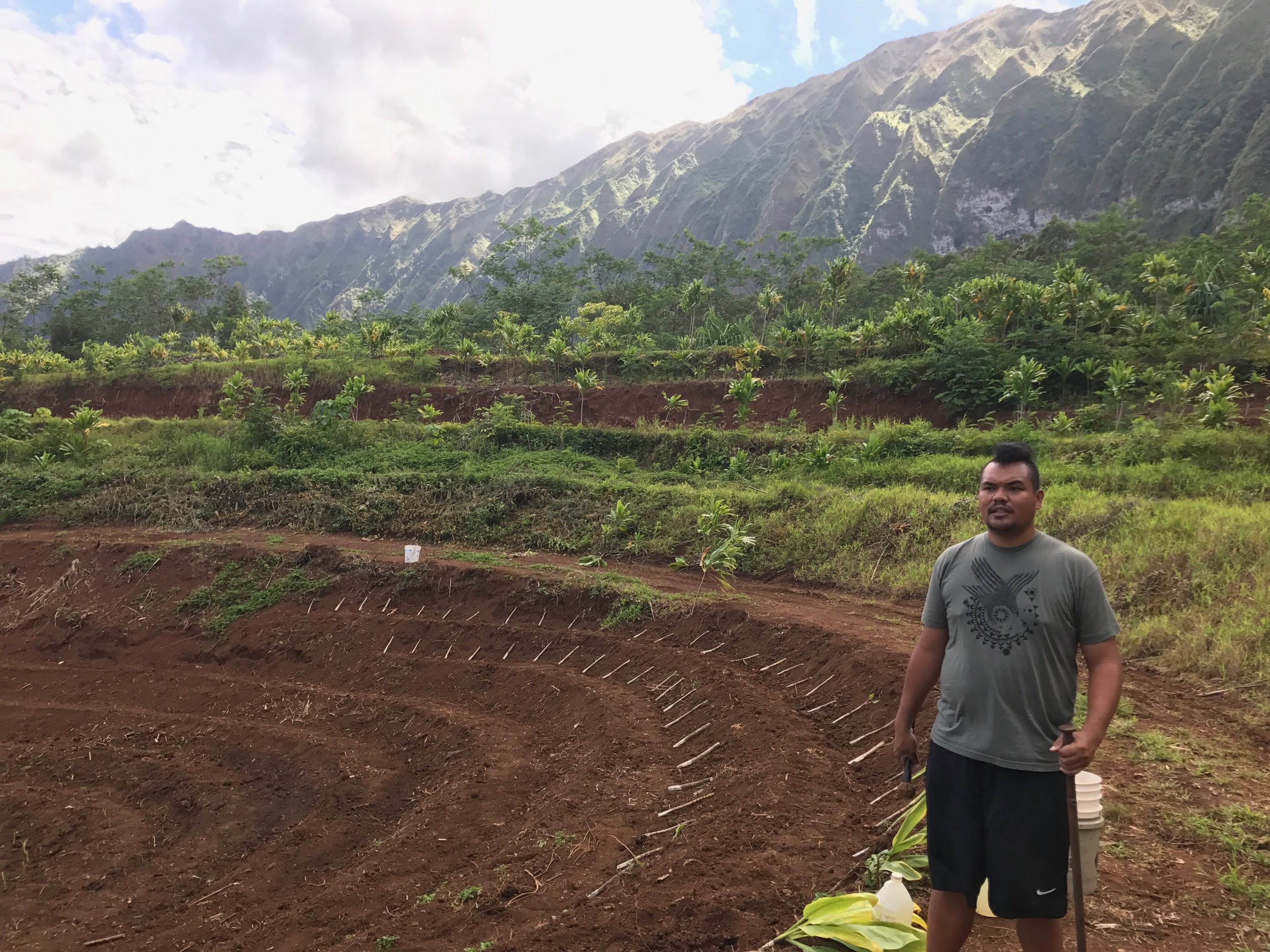 Ready to plant ki on the newly made terraces.