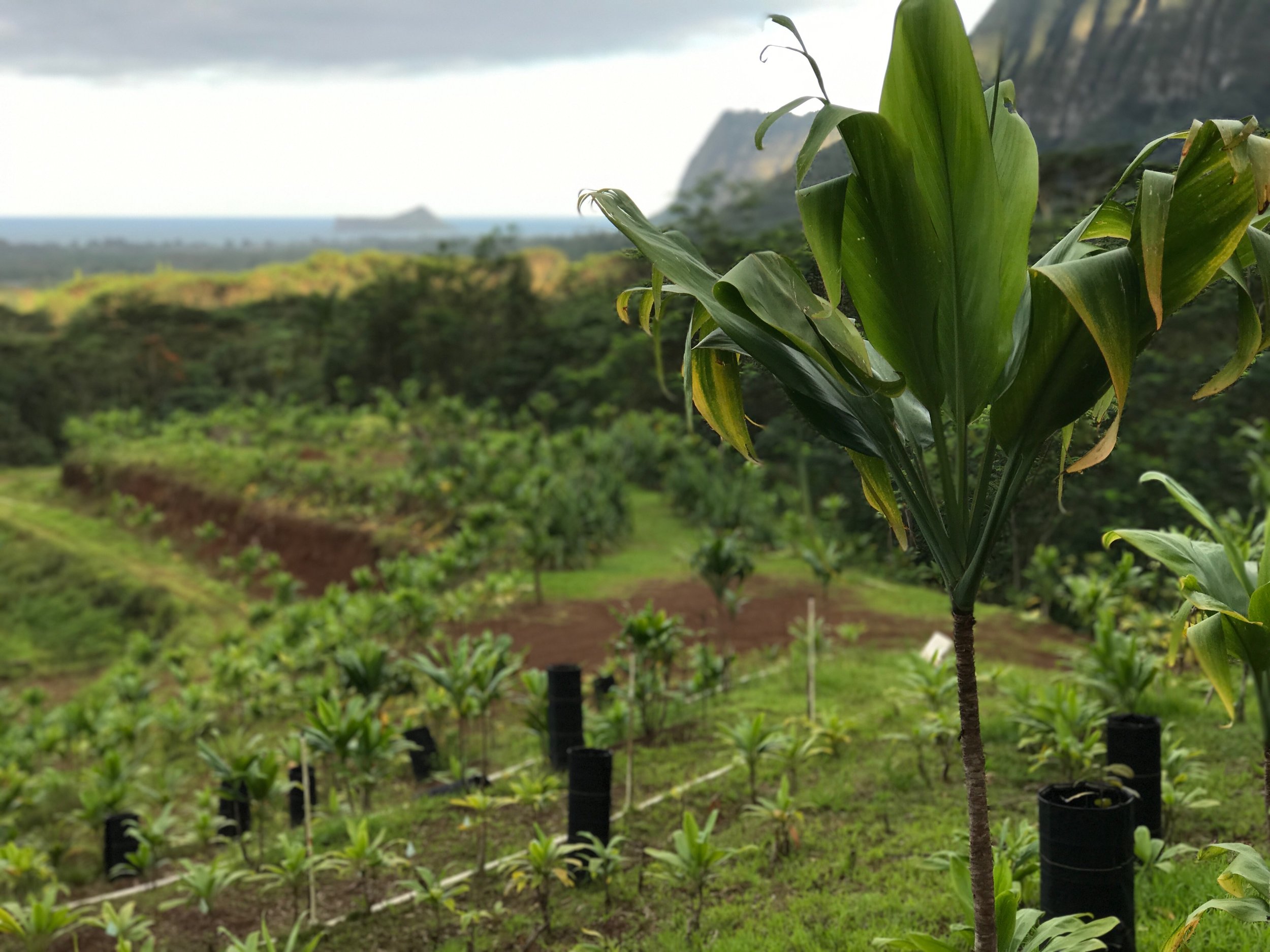 A ki plant in the Land of Aloha, Pu'uhonua o Waimānalo.