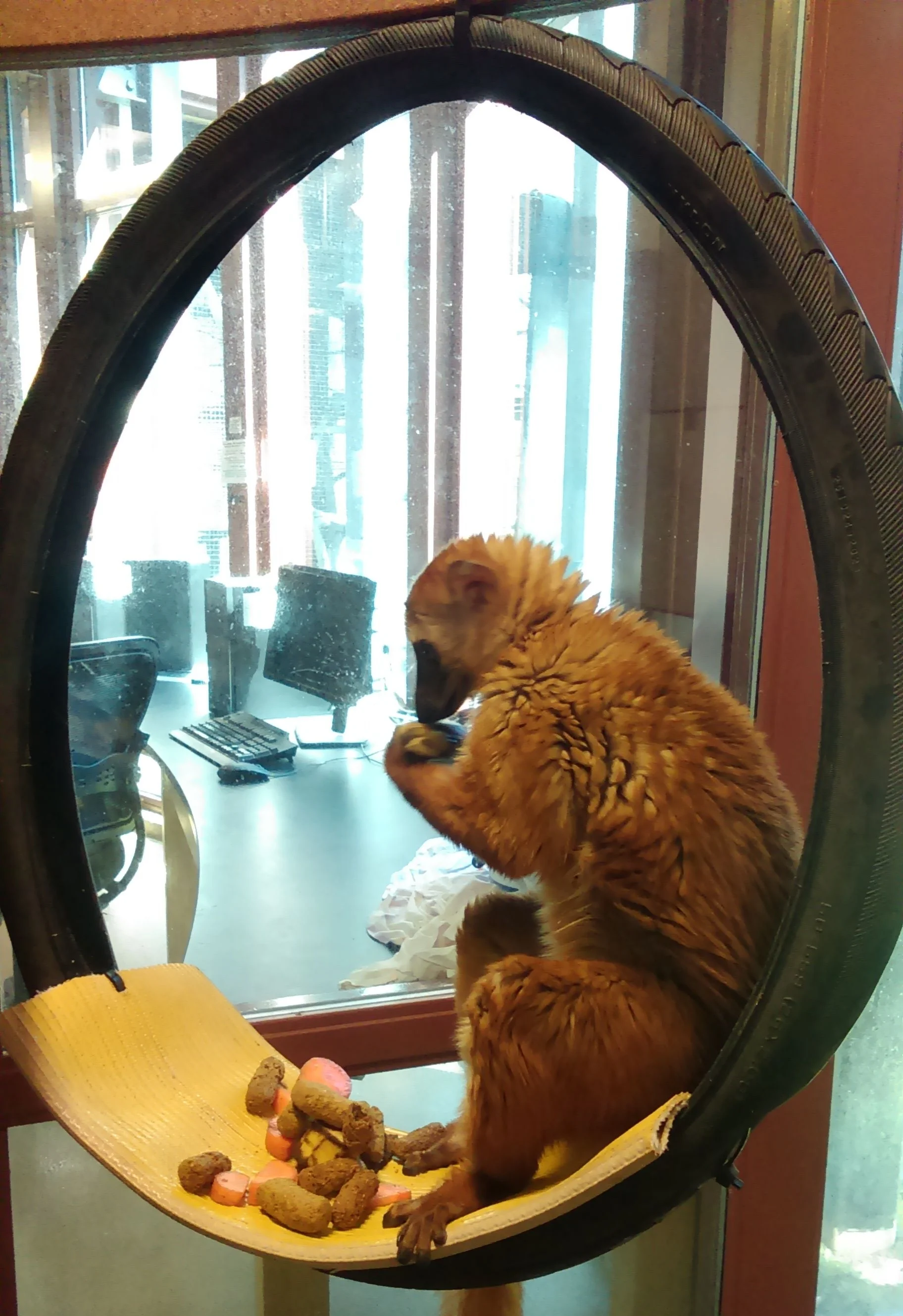 Or is that a lemur? Could be a lemur. 