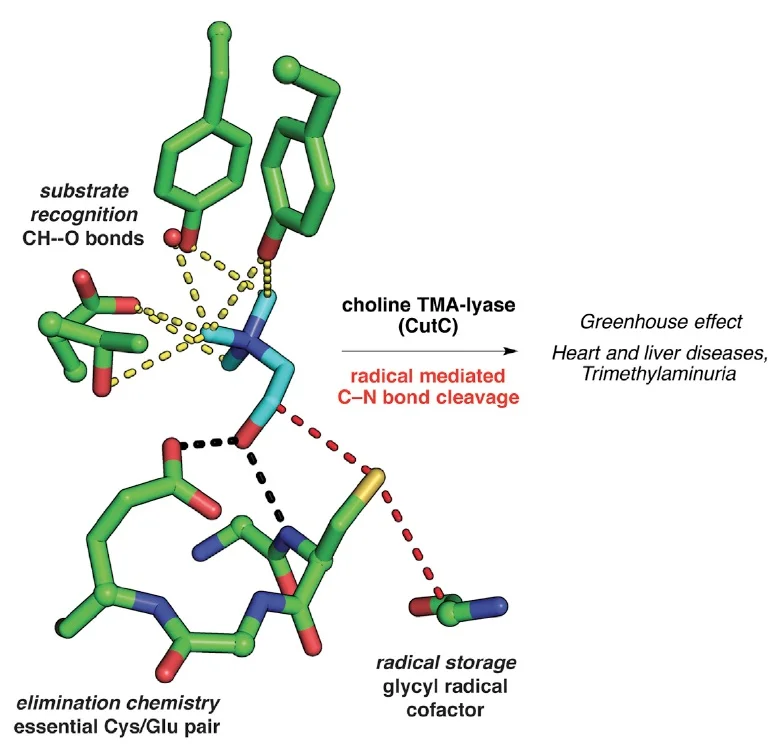 Publications 06 18 Balskus Lab