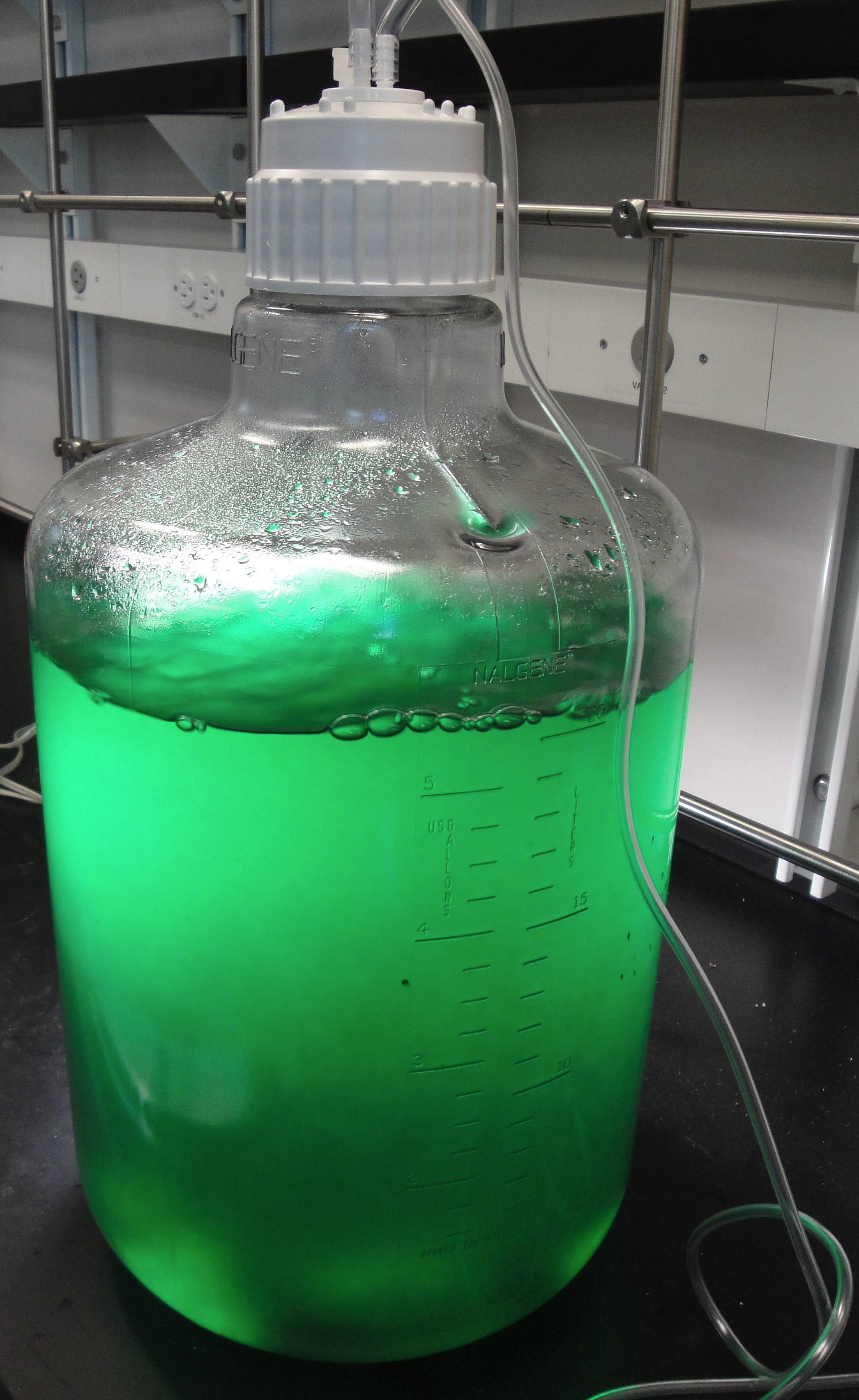 Cyanobacteria+in+carboy.jpg