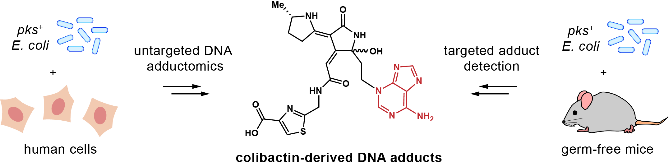 (56) Wilson graphical abstract.png