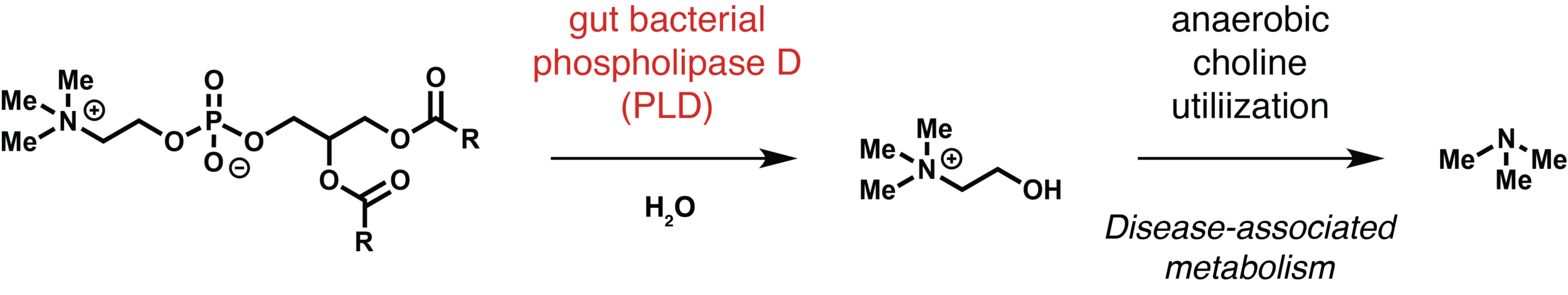 (50) Nat Microbiol Chittim graphical abstract.png