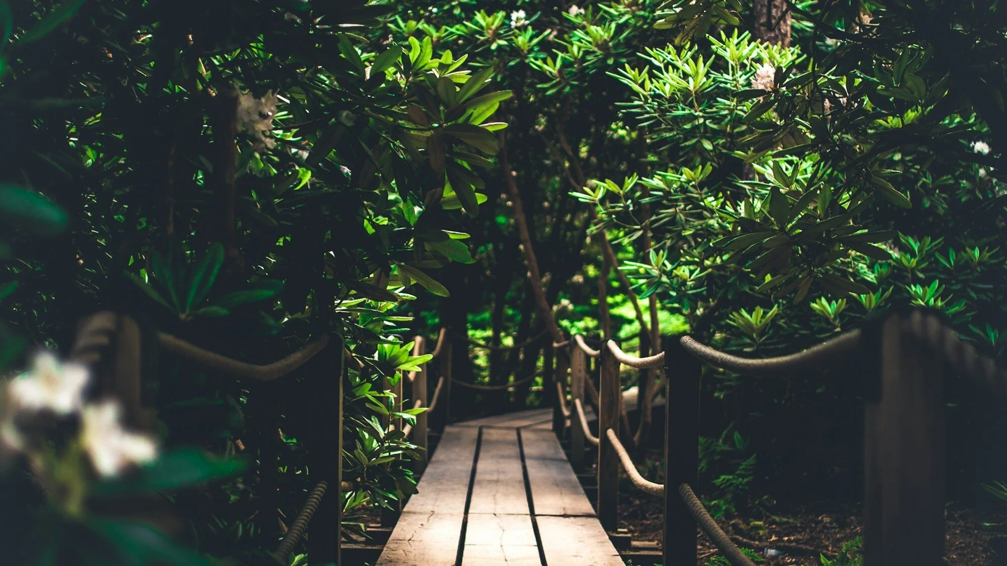 The Backend Jungle: A Short Guide for Game Executives 