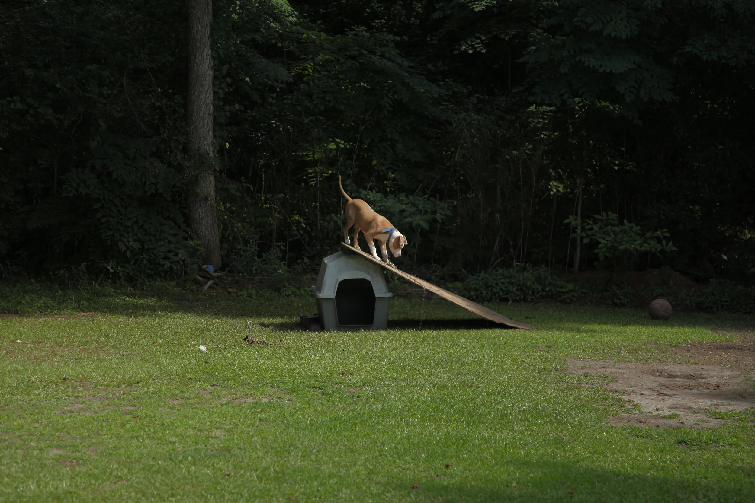 Dog test / Raising Bertie