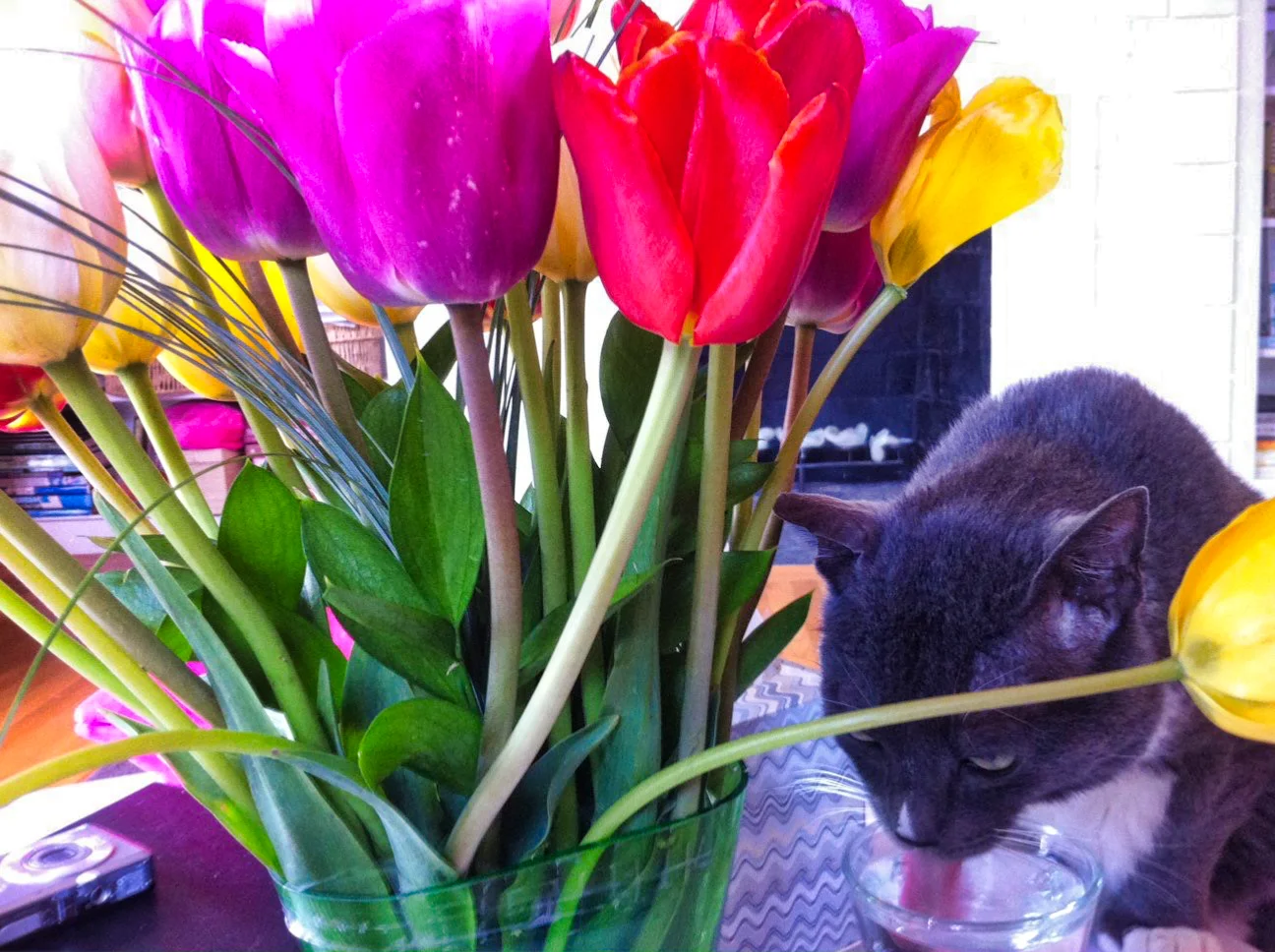 mithras drinking water.jpeg