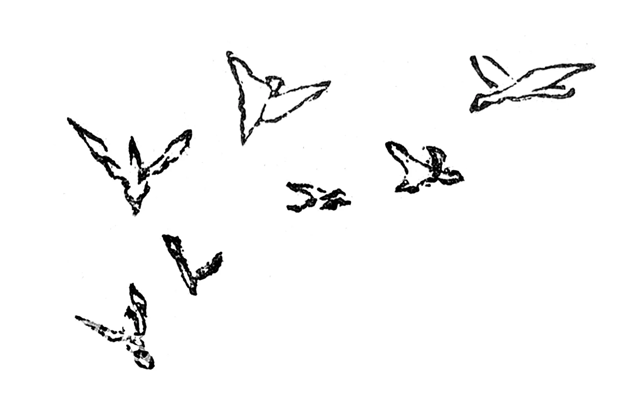 small birds 1.jpg
