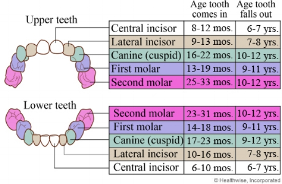 Photo Credit: http://www.webmd.com/parenting/baby/primary-baby-teeth-eruption-sequence