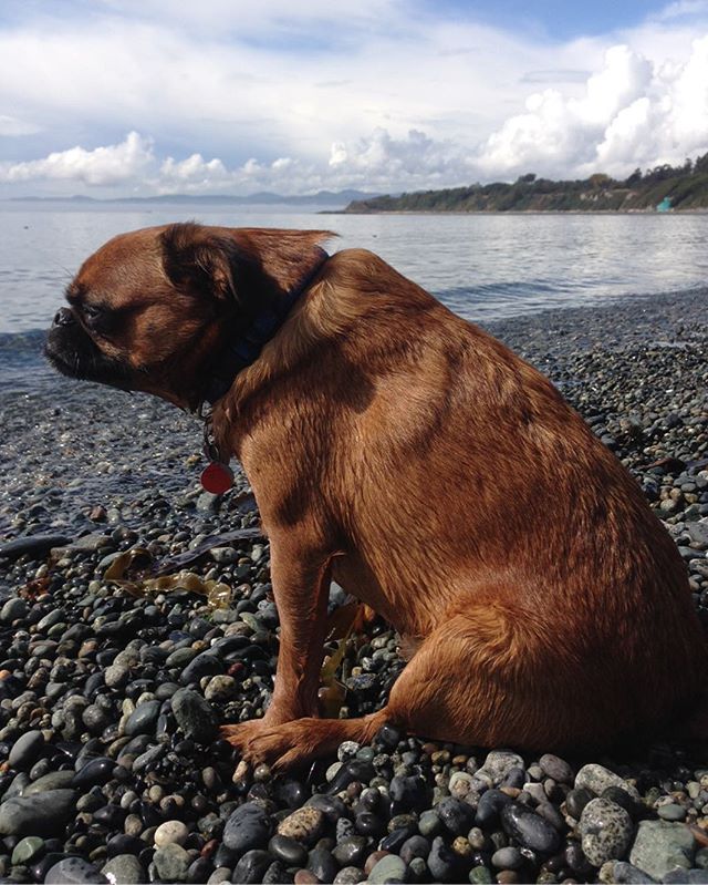 Walter misses the nice summer days already! #petsitting #griffon #sulking #lovemyjob #dogwalker #brusselsgriffon #dogsofinstagram