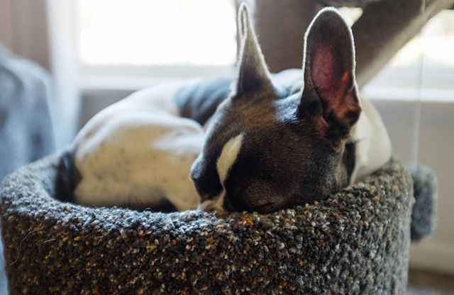 What a sleepy day today! Hildie knows where it's at! #lazydays #notmydog #tbt #dogsofinstagram #bostonterrier #frenchbulldog #petsitting #yesshessleepinginacattree #lovemyjob
