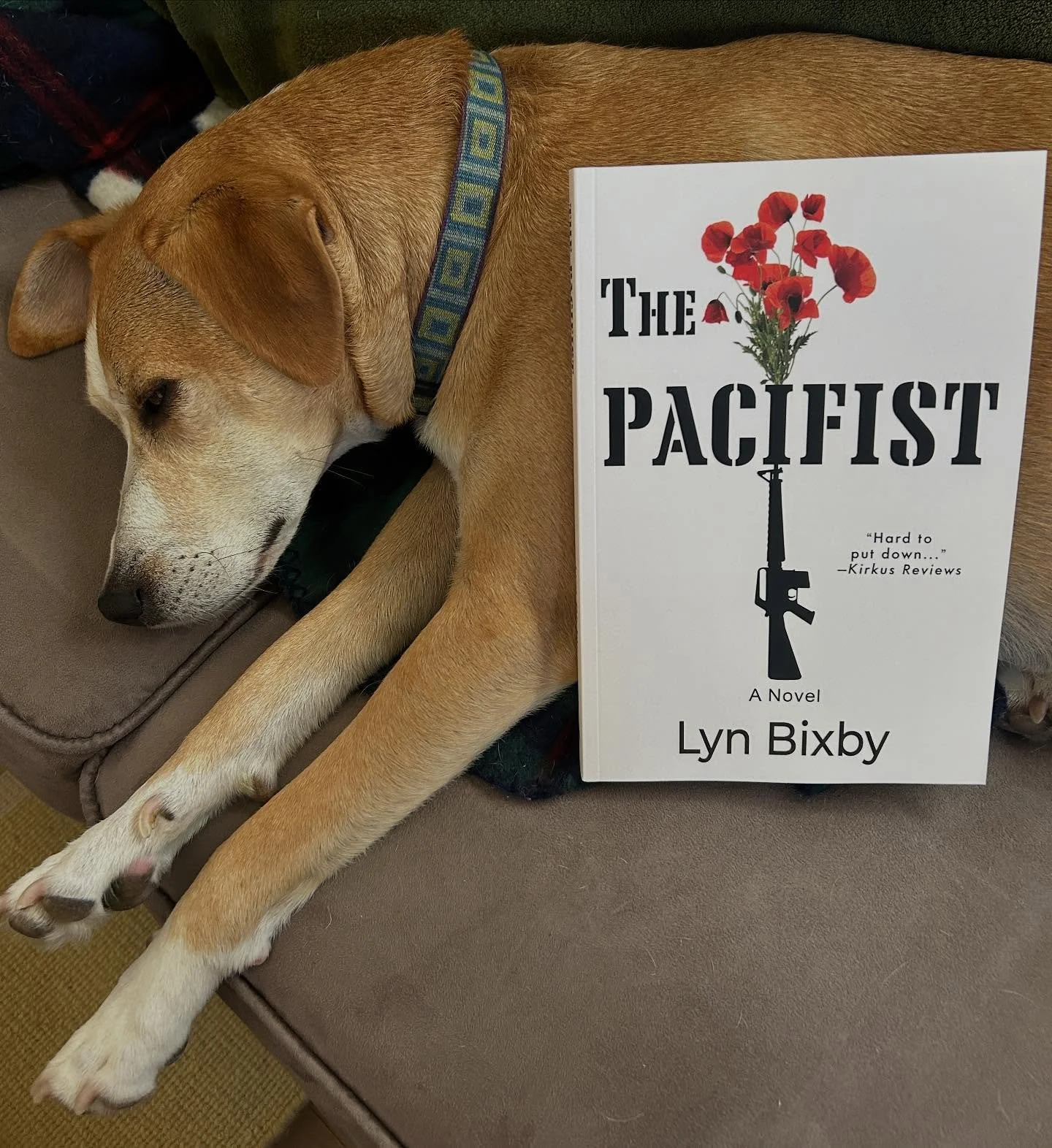 Despite Ziggy&rsquo;s snoring, we&rsquo;re thrilled the ARCs for Lyn Bixby&rsquo;s @lynbixby debut novel THE PACIFIST have arrived! This story is &ldquo;hard to put down&rdquo; (says @kirkus_reviews) so don&rsquo;t sleep on the chance to read this Vi