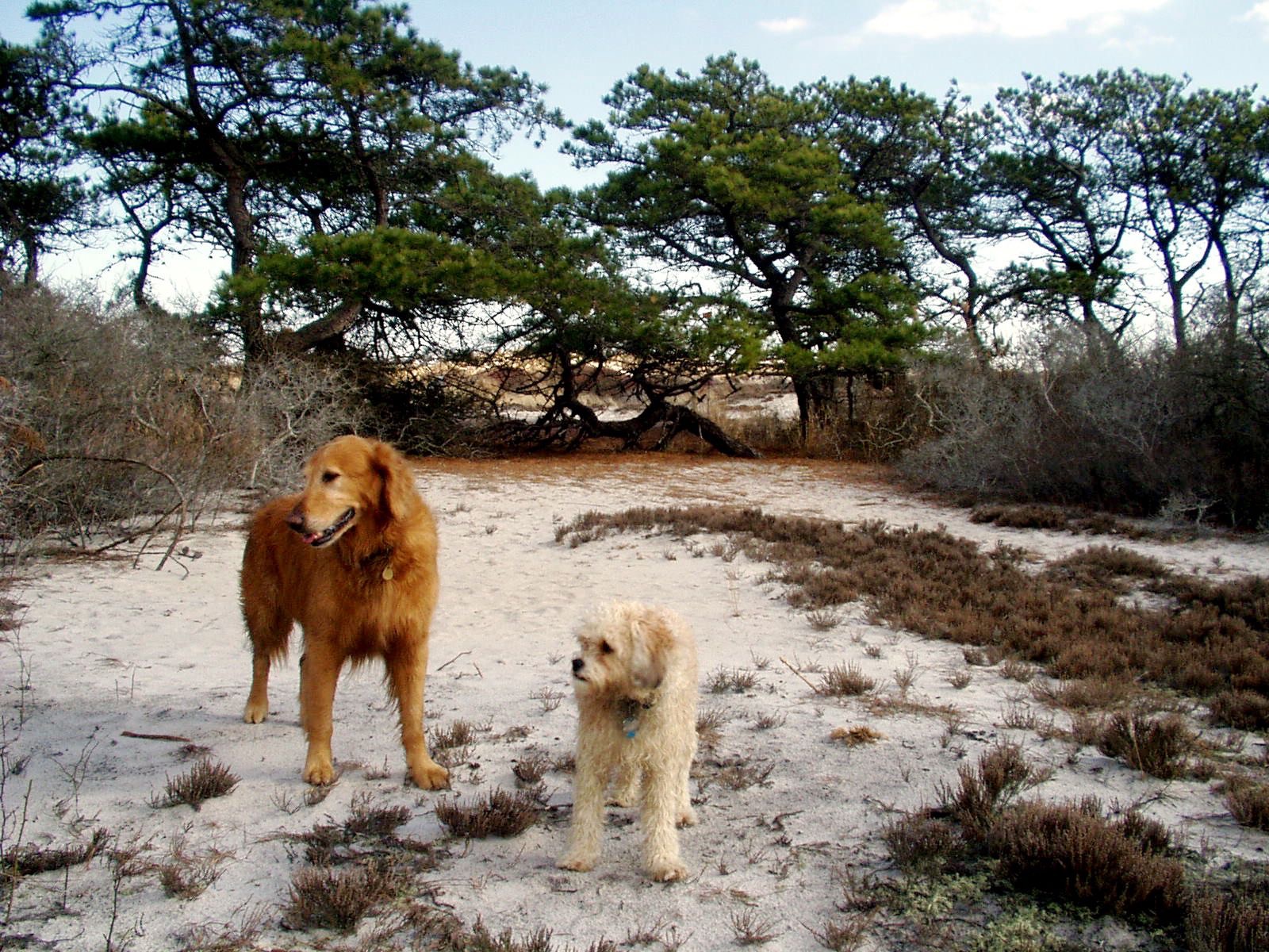 Fire Island Grill - Hikes Dogs Love
