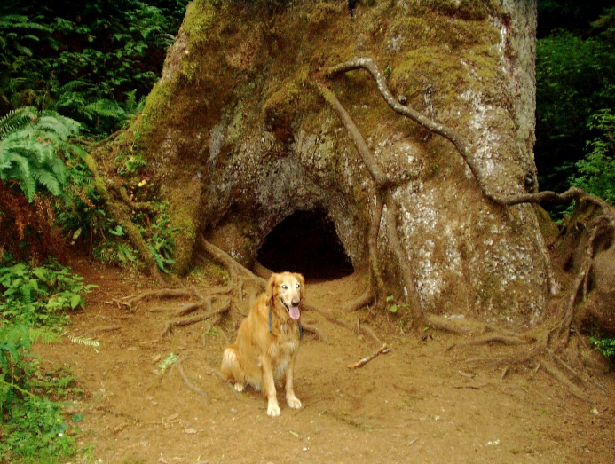 Best Canine Hike Under Big Trees