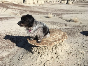Best Doggie Playground in the American Southwest
