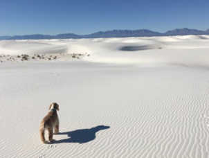 Best Canine Hike in Sand Dunes (Inland Division)