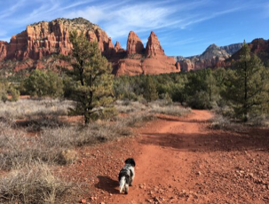 Best Canine Hike in Sedona, Arizona